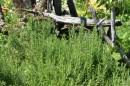 Rosmarin - Rosmarinus officinalis * 1157 x 770 * (463KB)